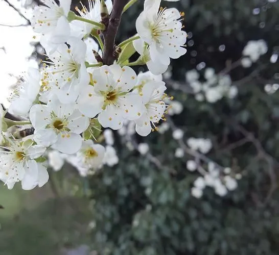Tiny House & Semesterbostad Faycelles